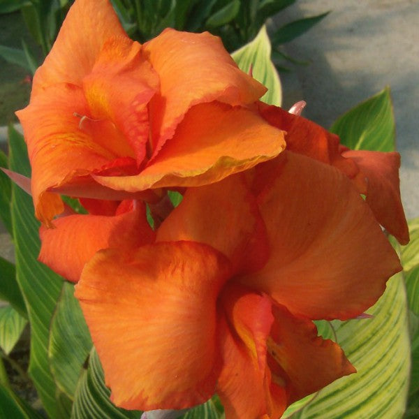 Canna 'Bengal Tiger' (Canna sp.)