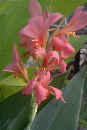 Canna 'Erebus' (Canna sp.)