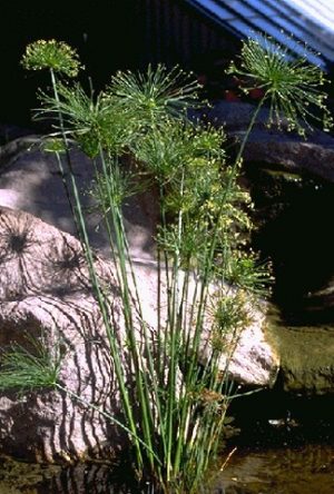 Dwarf Papyrus (Cyperus haspan)