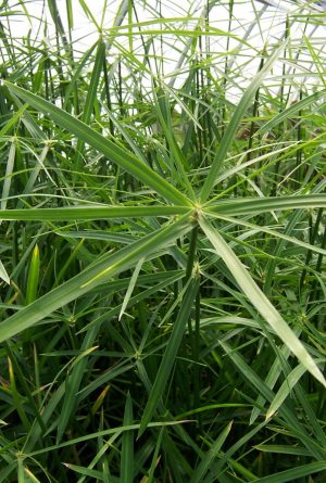 Dwarf Umbrella Palm (Cyperus alternifolius gracilis)