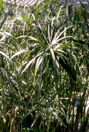 Umbrella Palm (Cyperus alternifolius)