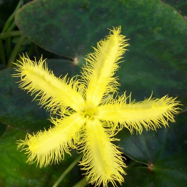 Yellow Snowflake (Nymphoides geminata)