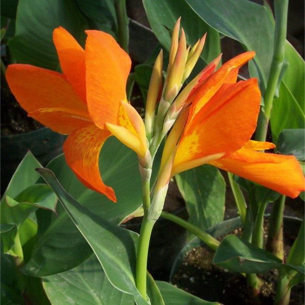 Canna 'Orange Punch' (Canna sp.)