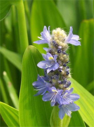 Royal Blue Pickerel Rush (Pontederia dilata)