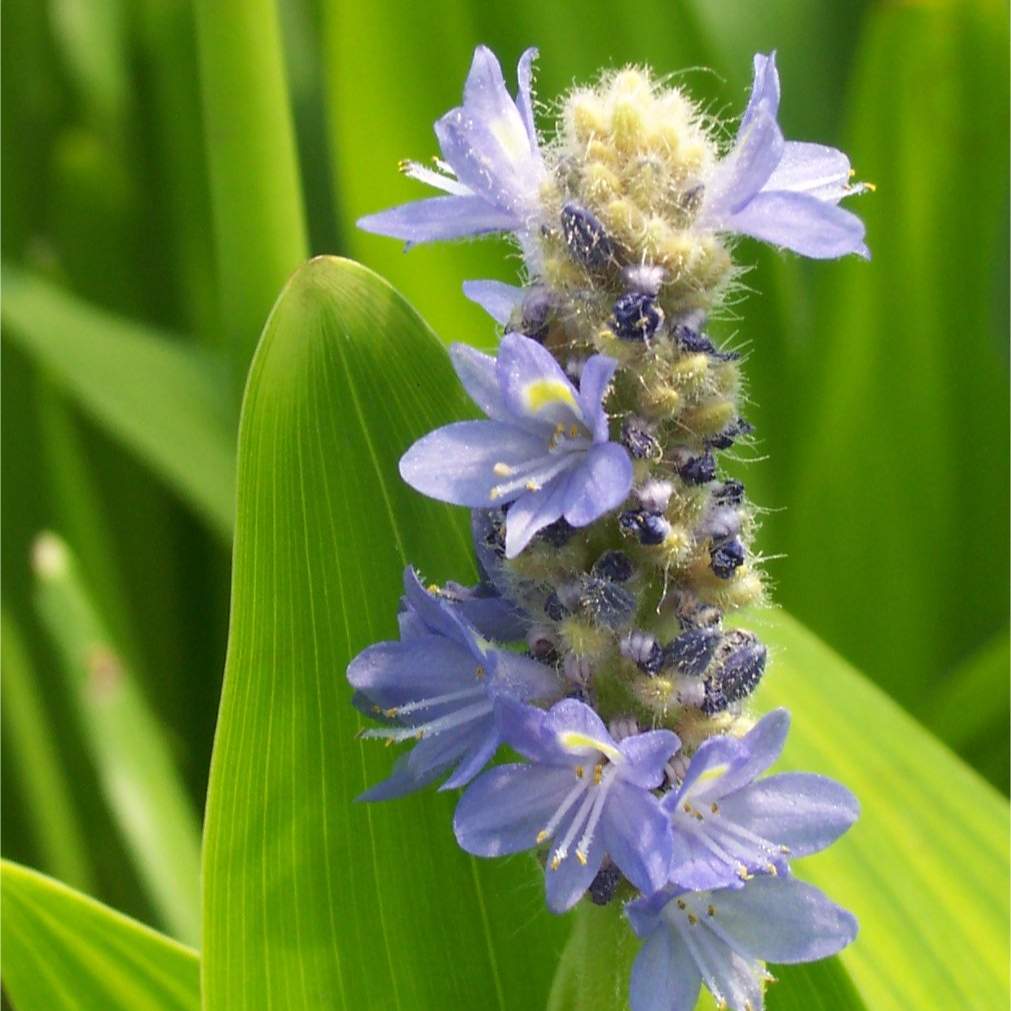 Royal Blue Pickerel Rush (Pontederia dilata) - 5.5" Pot