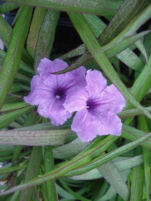 Dwarf Blue Bells (Ruellia brittoniana)