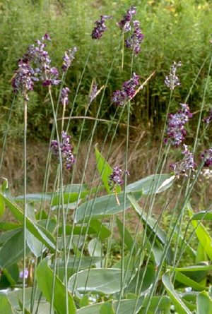 Hardy Water Thalia (Thalia dealbata)