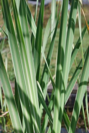 Variegated Cattail (Typha latifolia variegata)