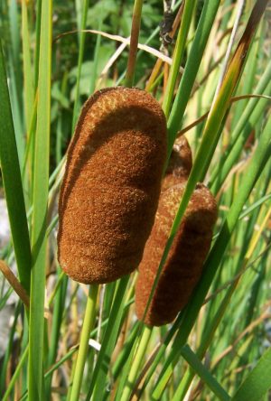 Cattail (Typha laxmanni)