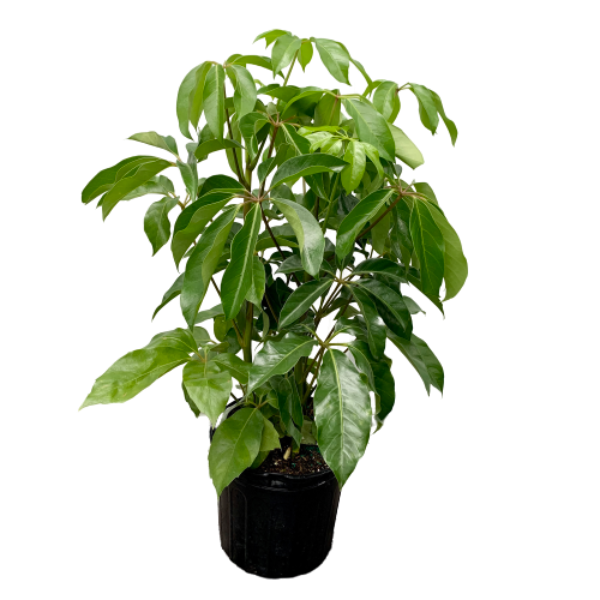 Umbrella Tree (Schefflera actinophylla 'Amate')