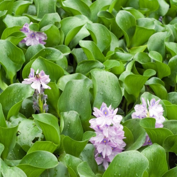 Floating Water Hyacinth (Eichhornia crassipes major)