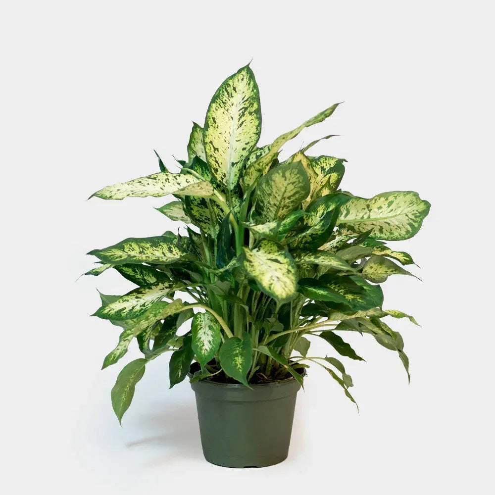 Dumb Cane (Dieffenbachia 'Sterling')