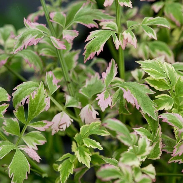 Variegated Water Celery (Hardy)