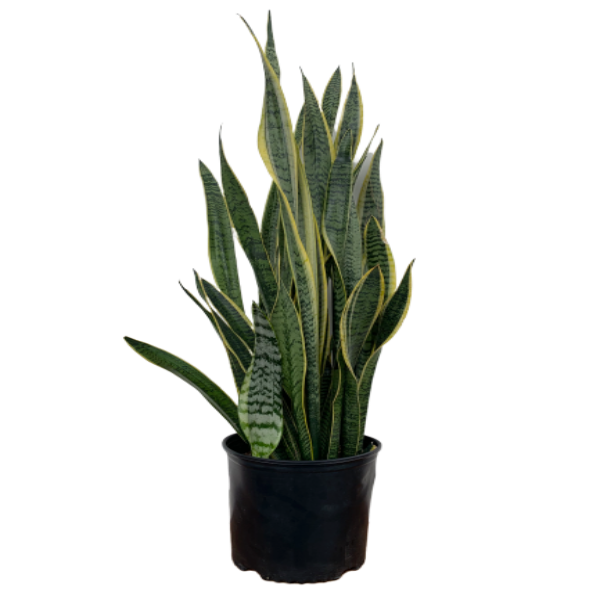 Snake Plant 'Laurentii' (Dracaena trifasciata)