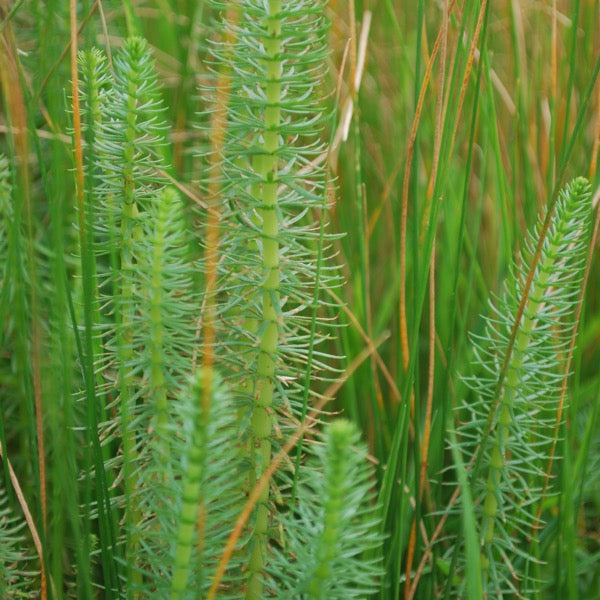 Mare's Tail (Hippuris vulgaris)