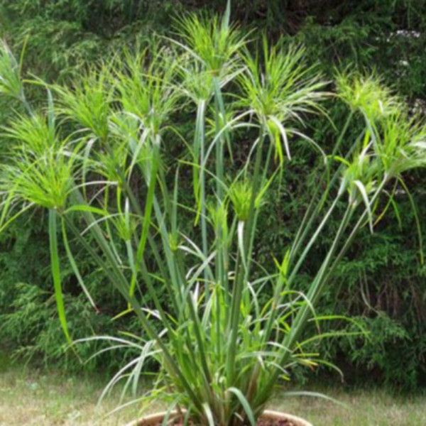 Umbrella Papyrus (Cyperus papyrus)