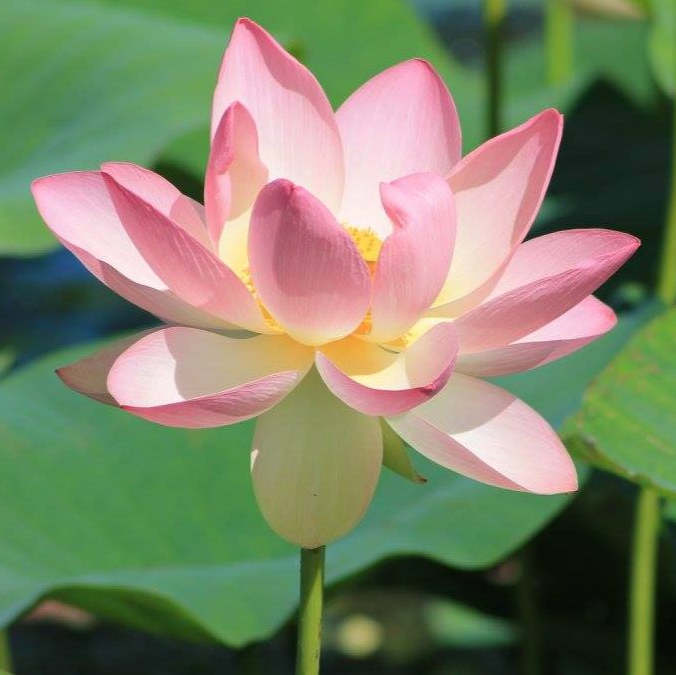 Lotus - ‘Keith Mclean’ Lotus Nelumbo - Tub