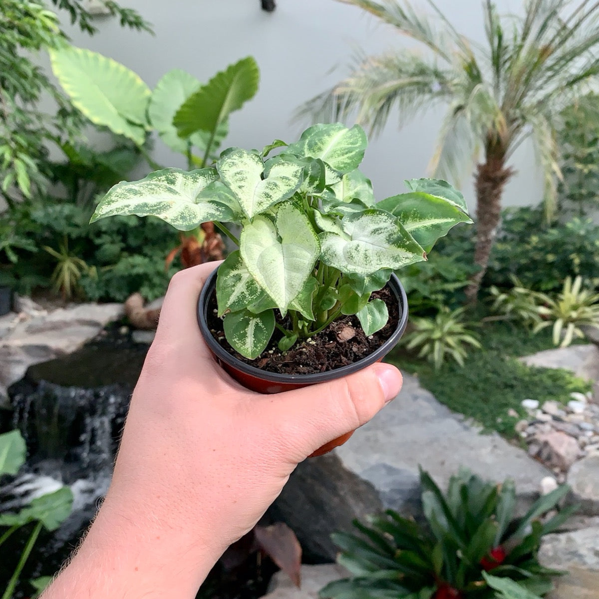 White Butterfly Syngonium (Syngonium podophyllum)