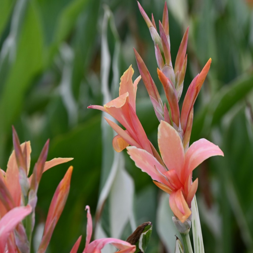Canna 'Stuttgart' (Canna sp. 'Stuttgart') - 5.5" Pot