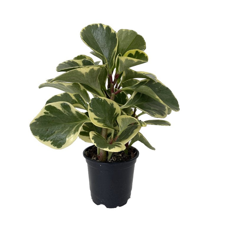 Radiator Plant (Peperomia)