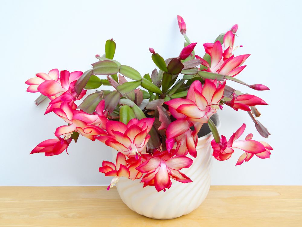 Christmas Cactus (Schlumbergera bridgesii)