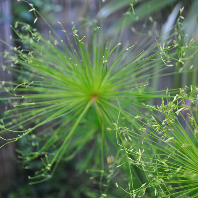 Dwarf Papyrus (Cyperus haspan) - 5.5" Pot