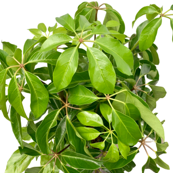 Umbrella Tree (Schefflera actinophylla 'Amate')