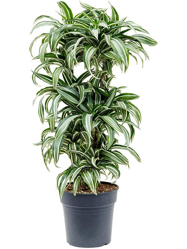 Dracaena "Jade Jewel" (Dracaena fragrans)