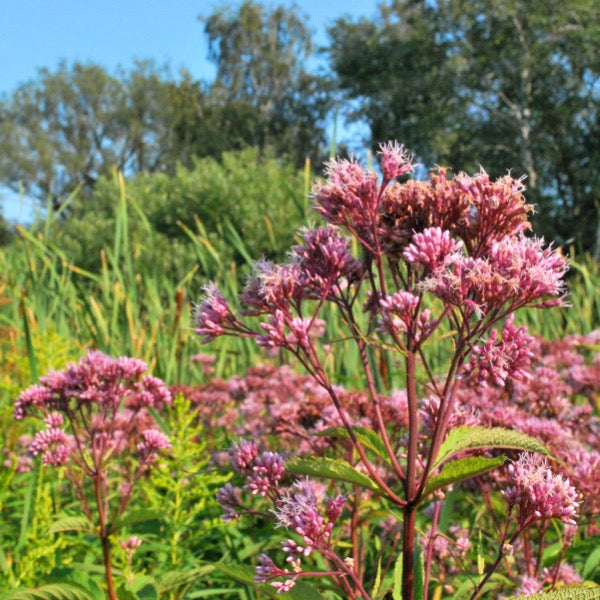 Joe Pye Weed (Eupatorium maculatum)