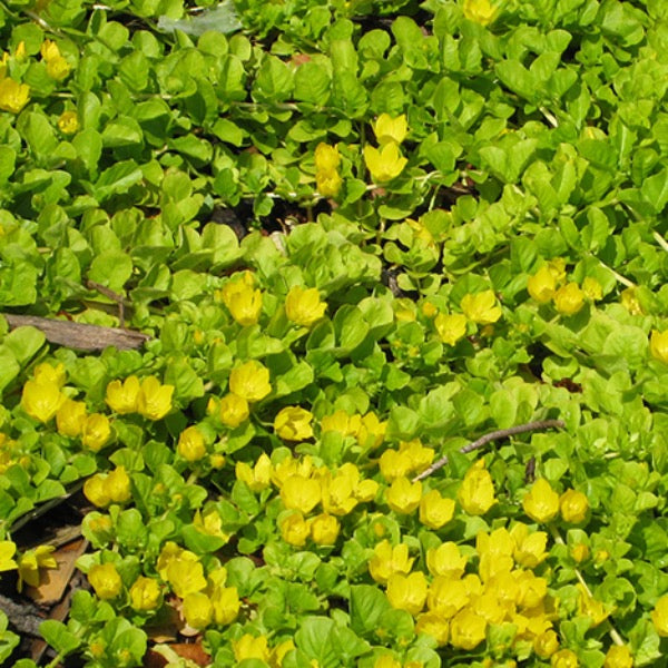 Golden Creeping Jenny (Lysimachia nummularia 'Aurea')