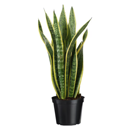 Snake Plant (Sansevieria)