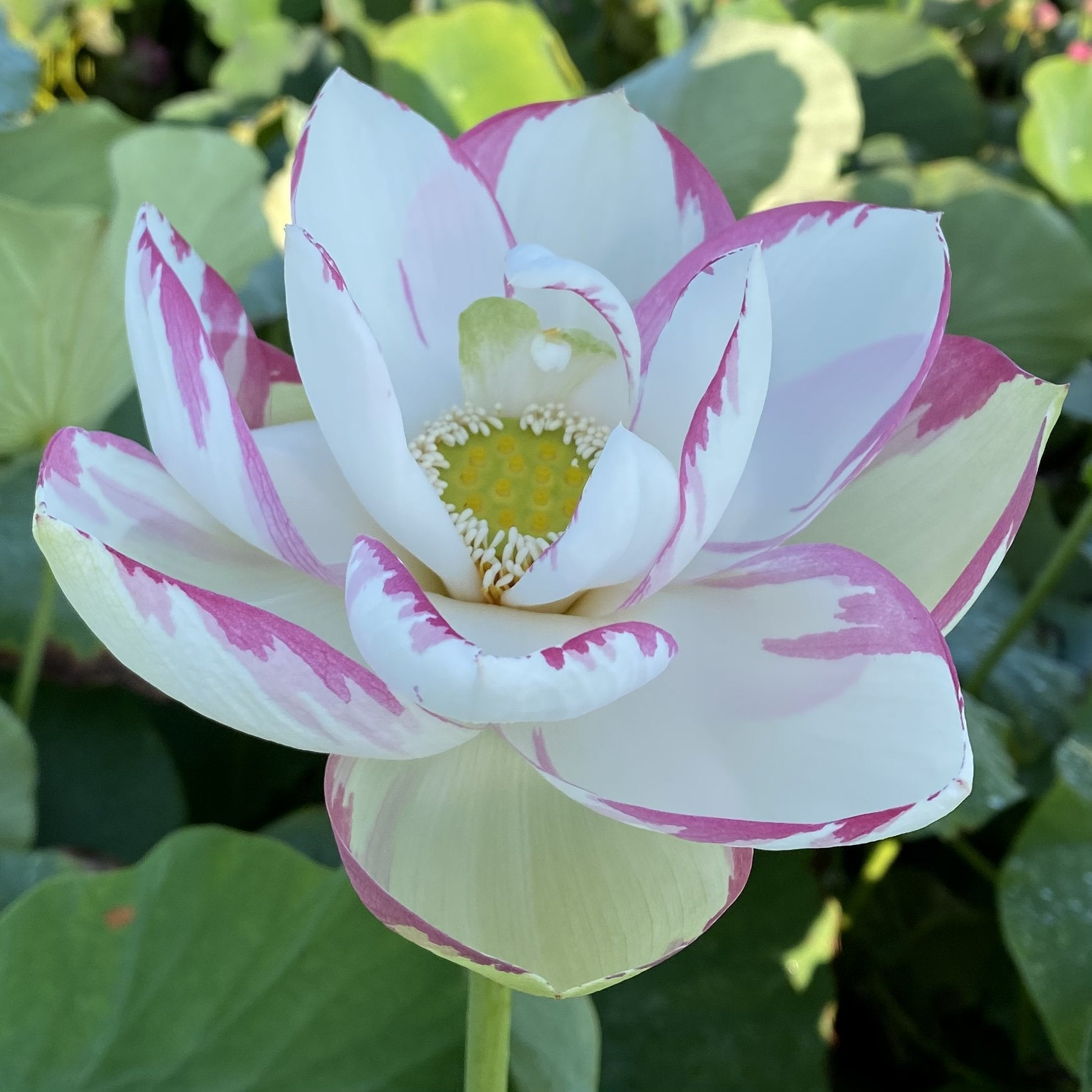 Empress White/Pink Lotus (Nelumbo nucifera) - Tub