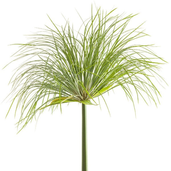 Umbrella Papyrus (Cyperus papyrus)