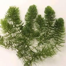 Hornwort (Ceratophyllum demersum)