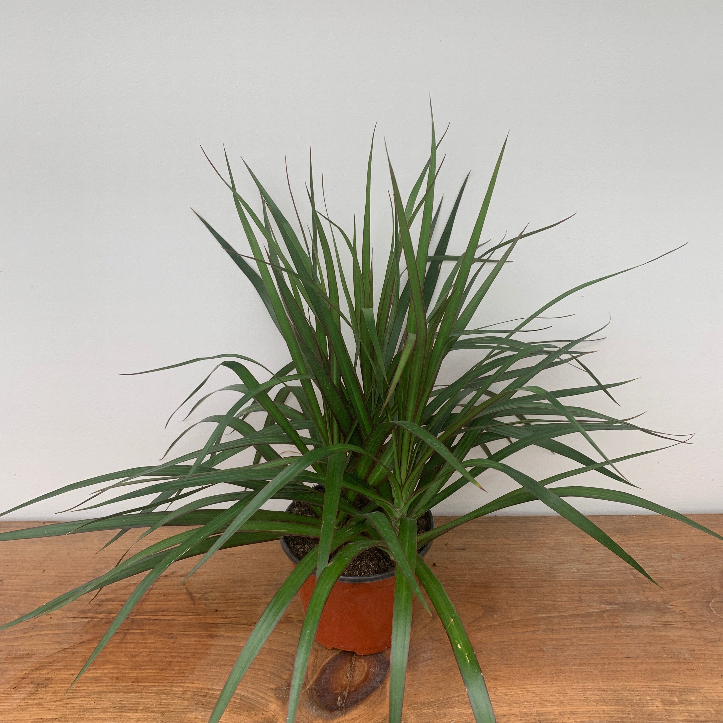 Madagascar Dragon Tree 'Red-Edged' (Dracaena Marginata)