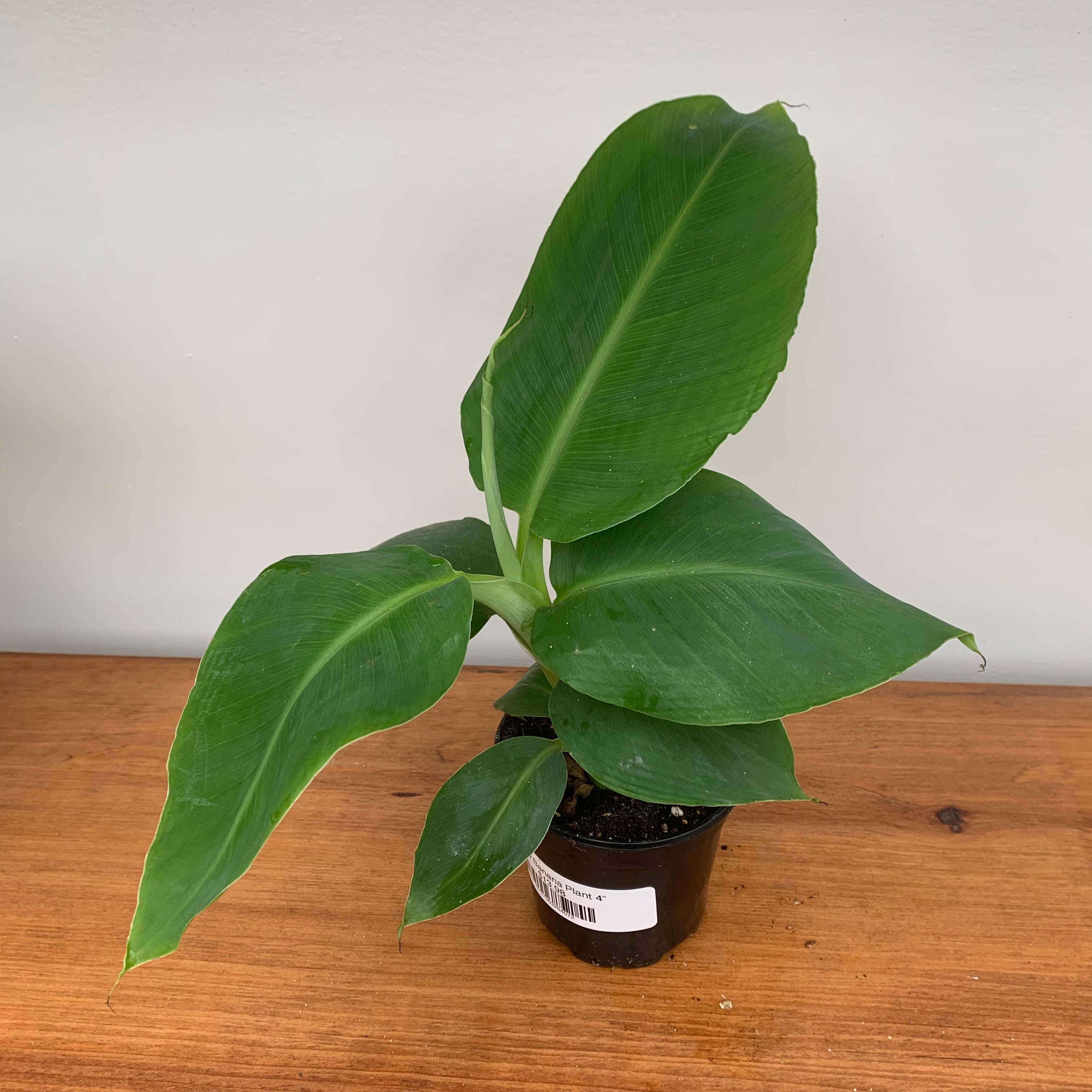 Hardy Banana Plant (Musa basjoo)