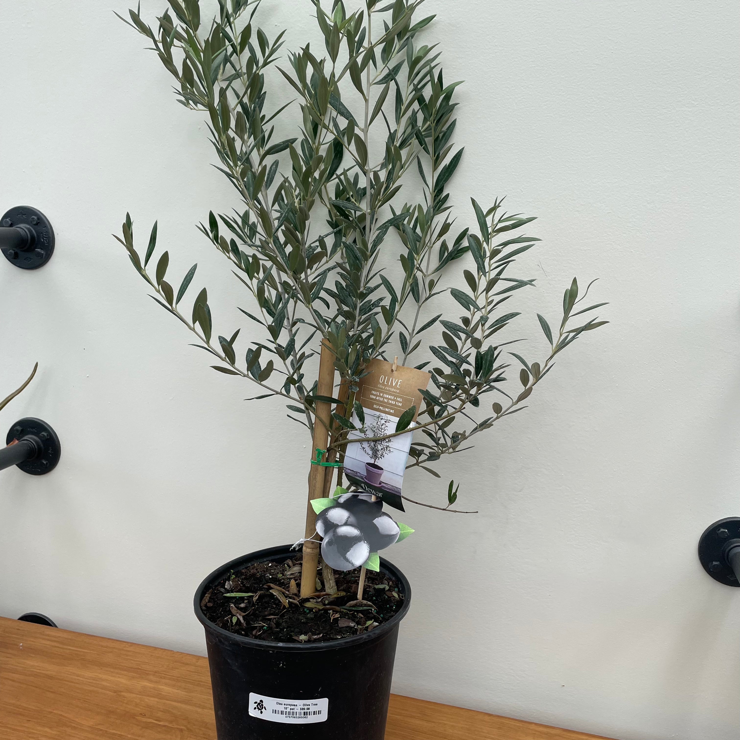 Olive Tree (Olea europaea)