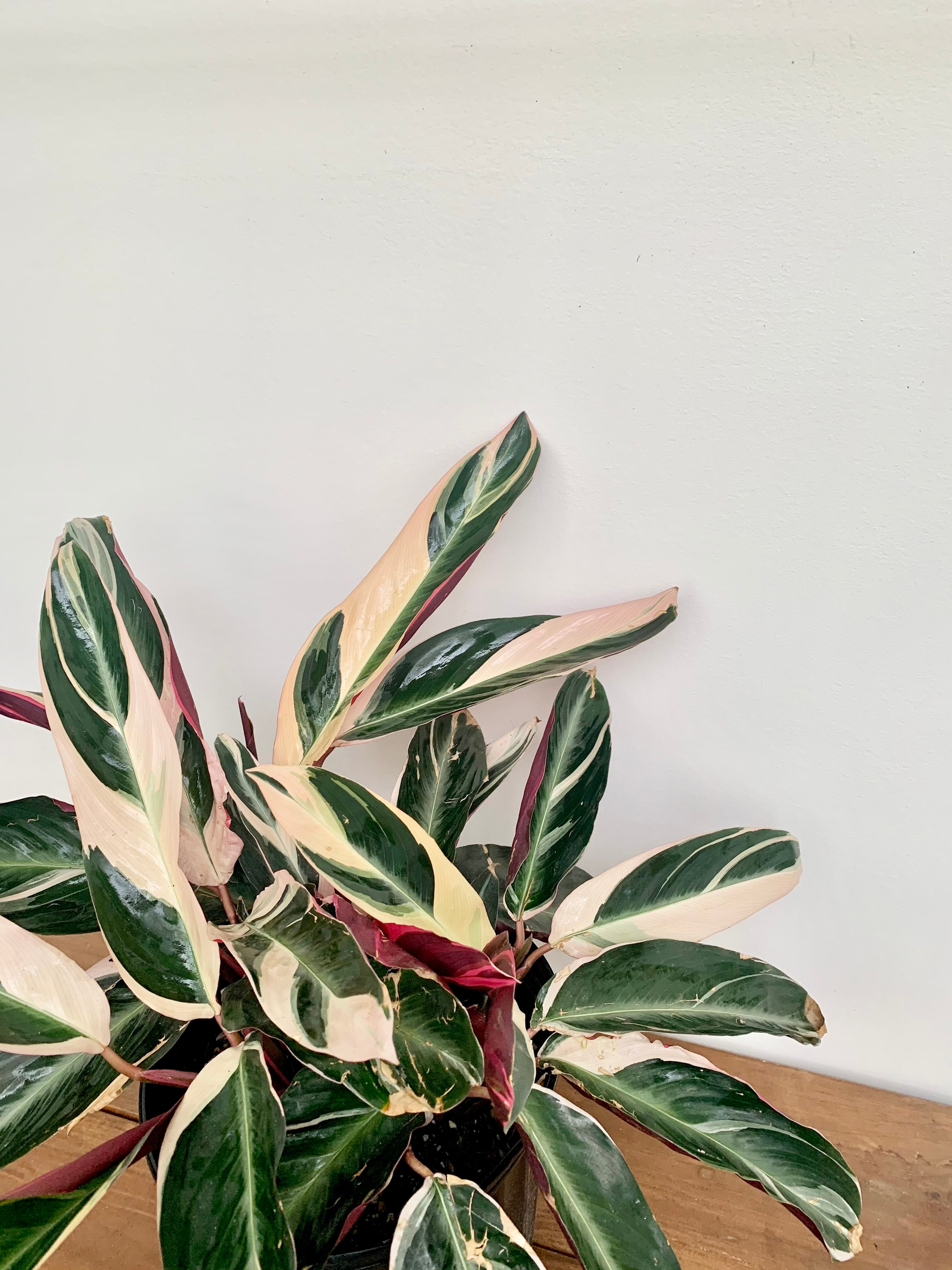 Triostar Prayer Plant (Stromanthe sanguinea)