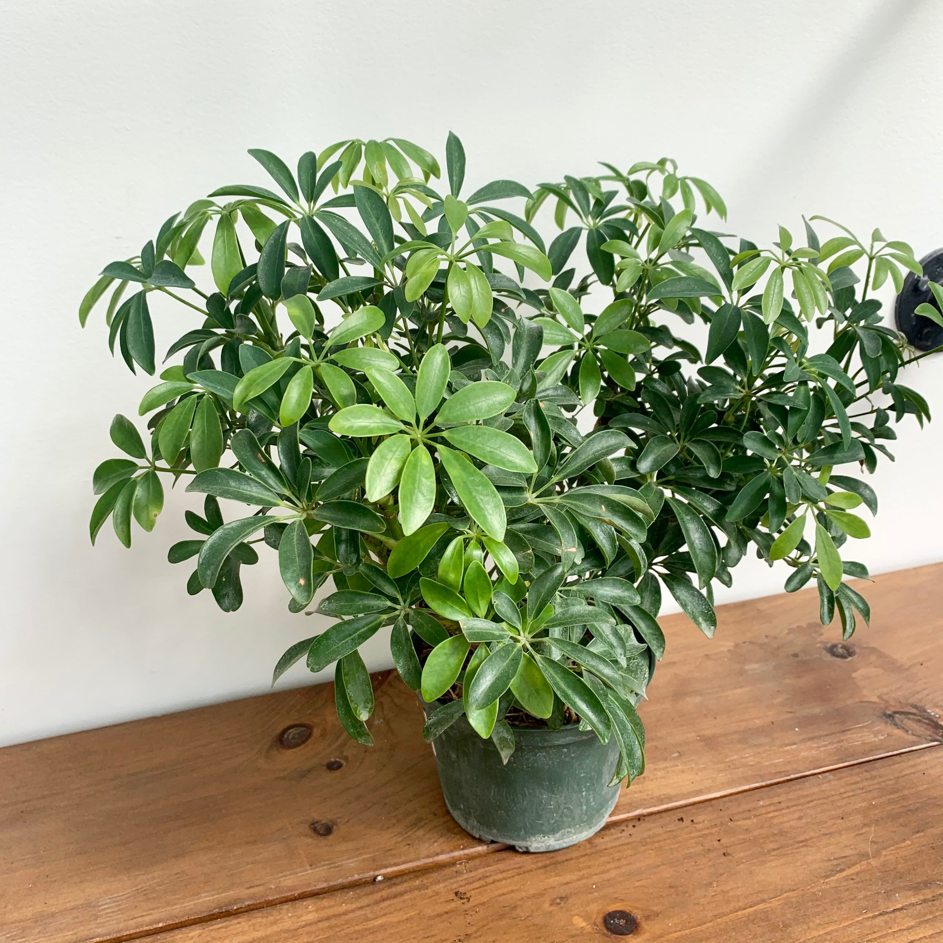 Umbrella Tree (Schefflera arboricola)