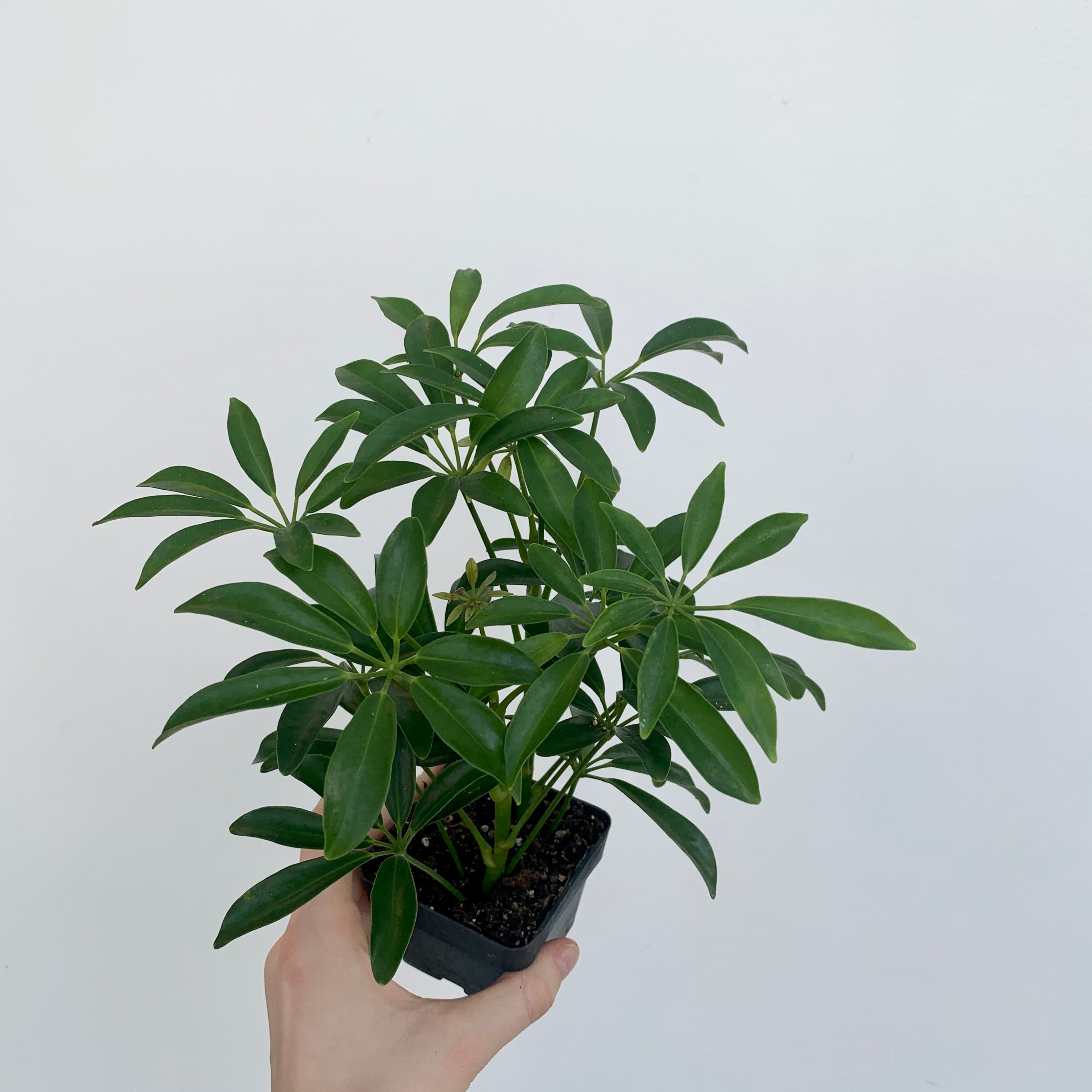 Umbrella Tree (Schefflera arboricola)