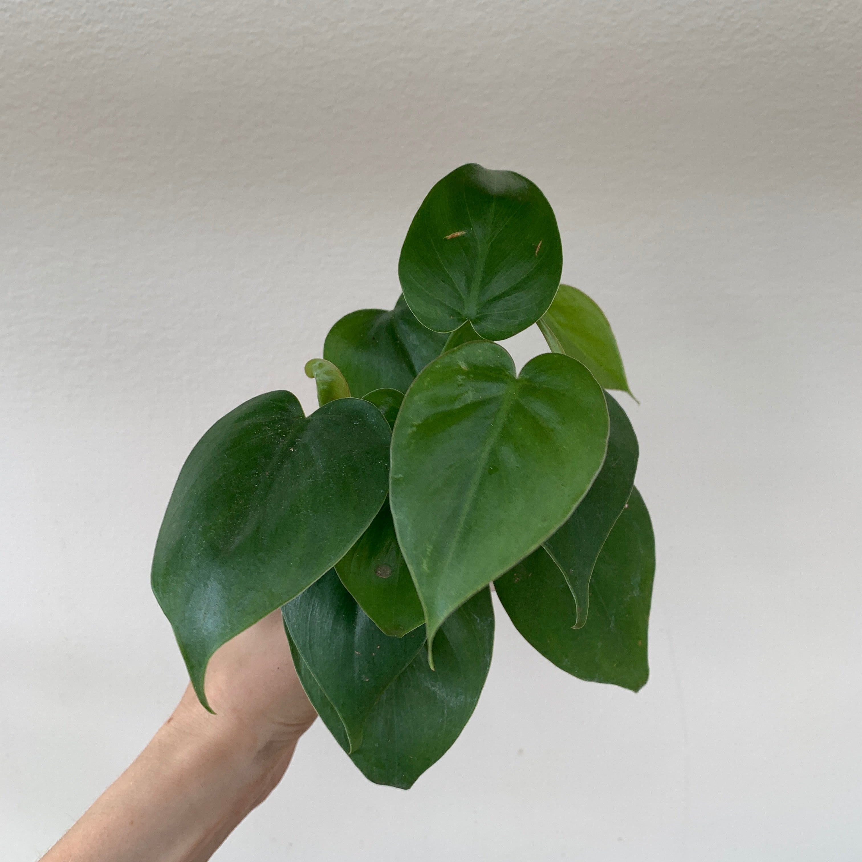 Heart-Leaf Philodendron (Philodendron cordatum)