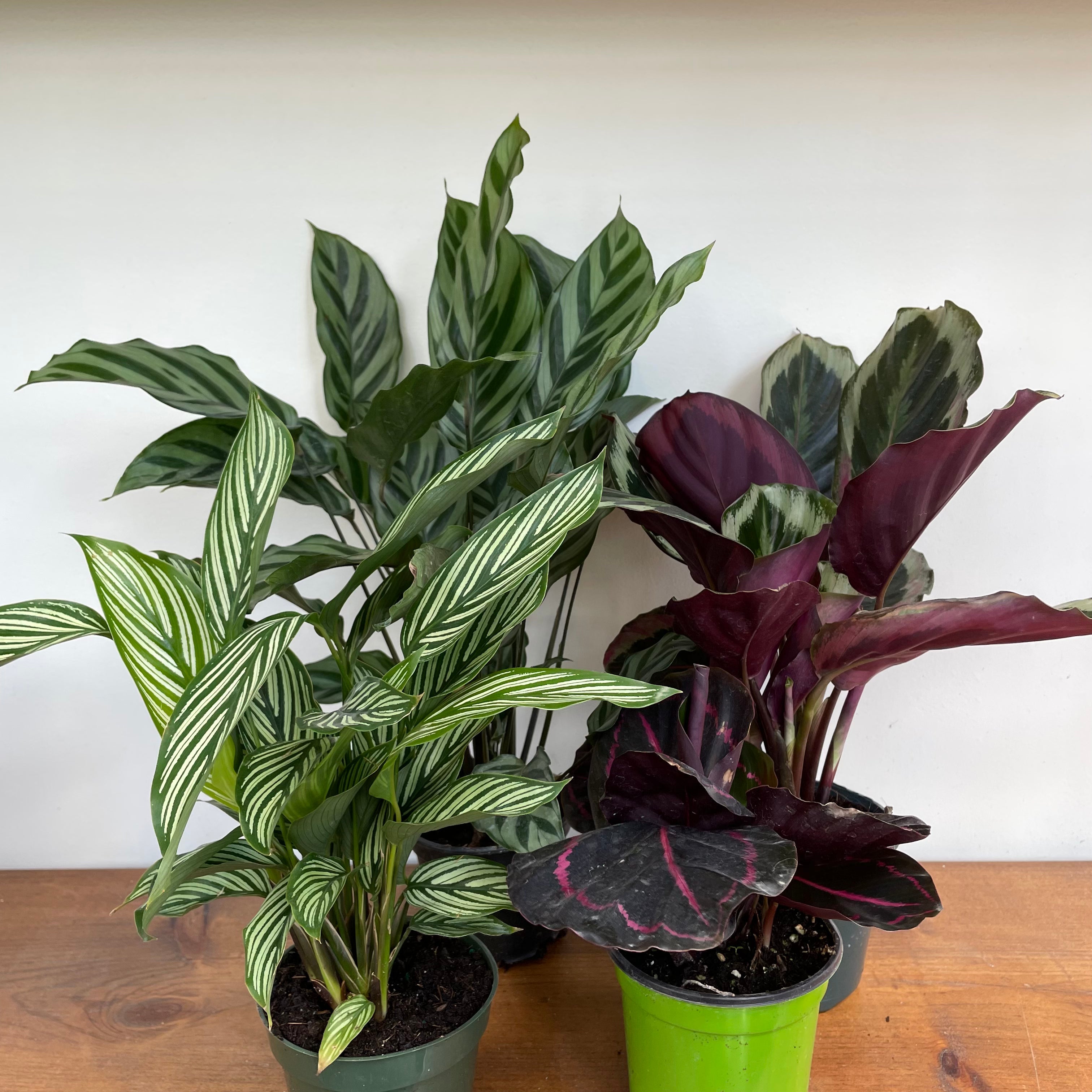 Zebra Plant (Calathea - Assorted)