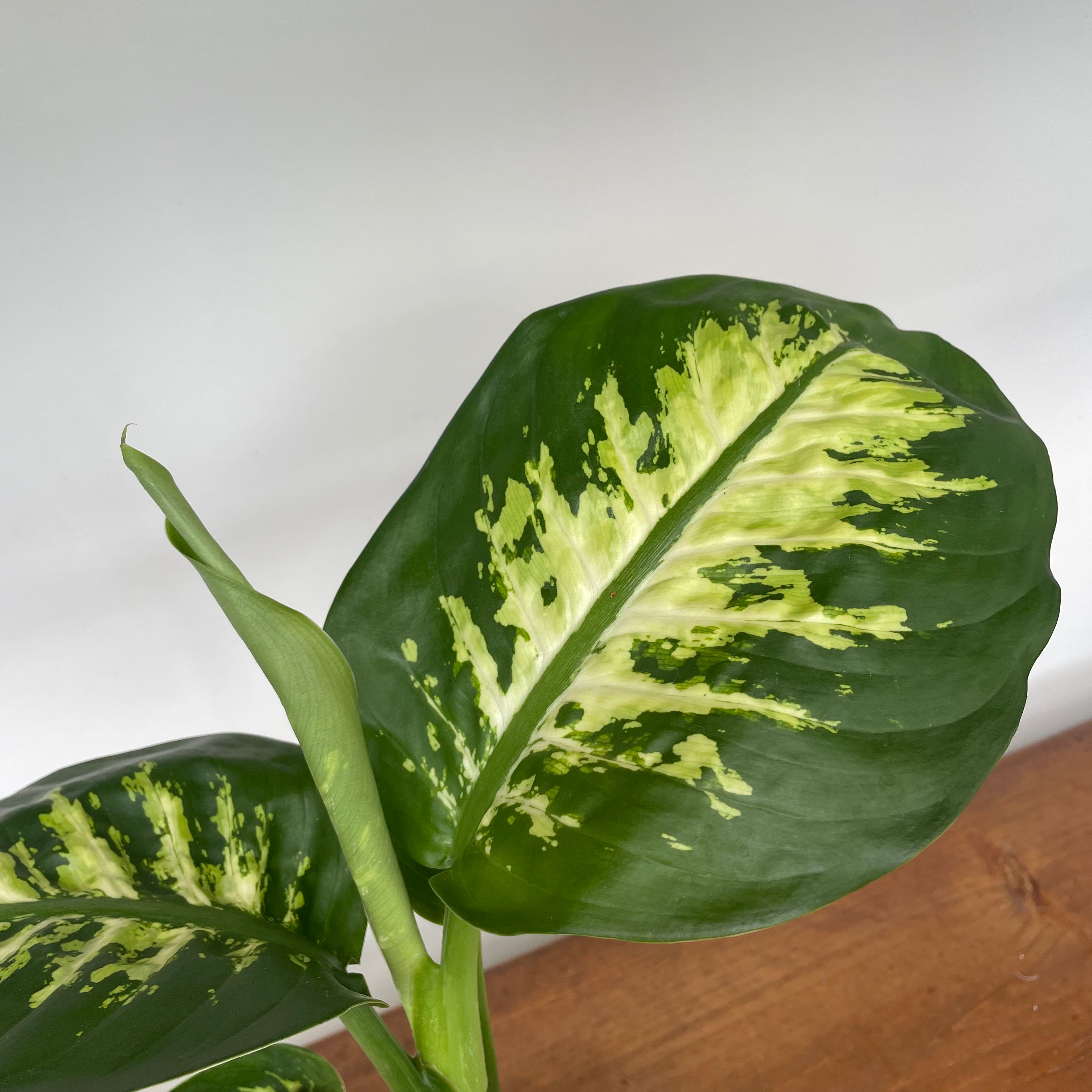 Dumb Cane 'Tropic Snow' (Dieffenbachia)