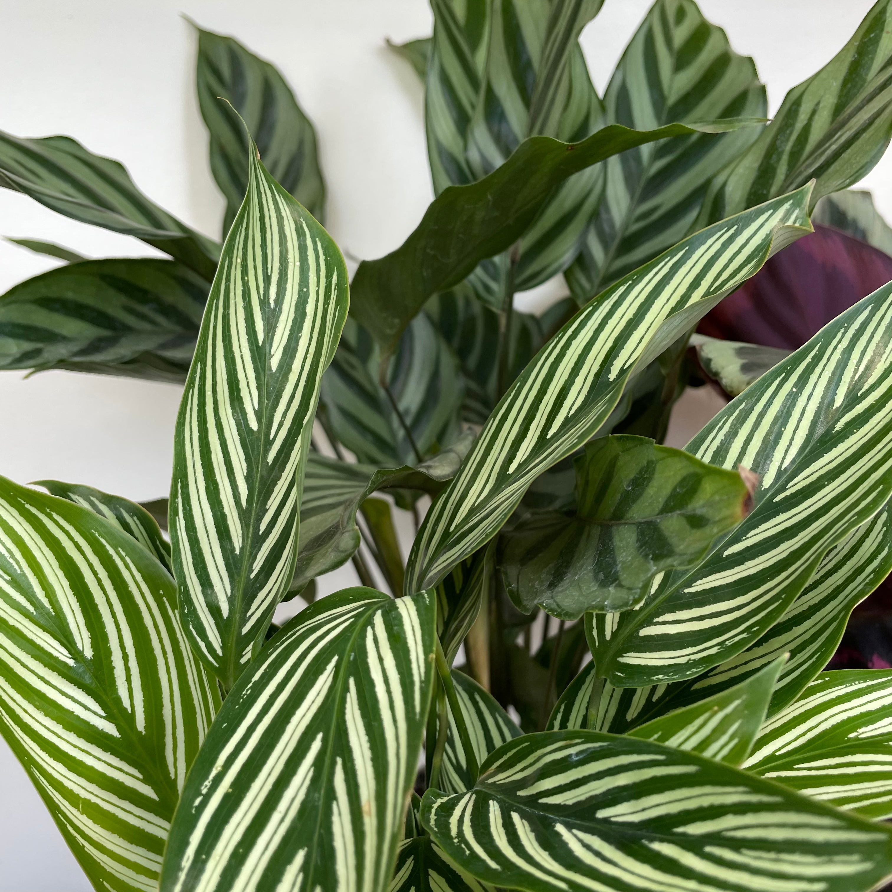 Zebra Plant (Calathea - Assorted)