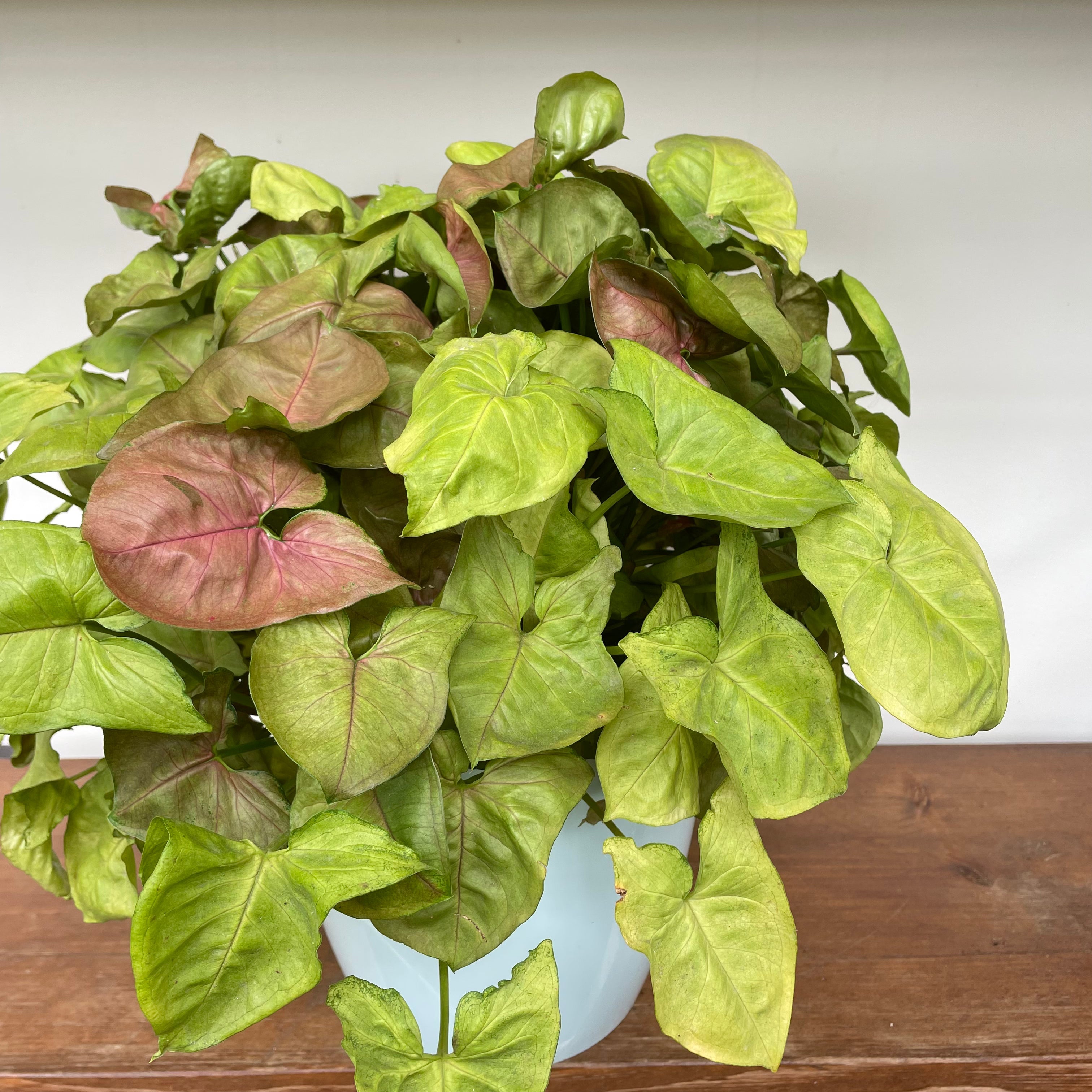 Pink Syngonium Neon Robusta (Syngonium podophyllum)