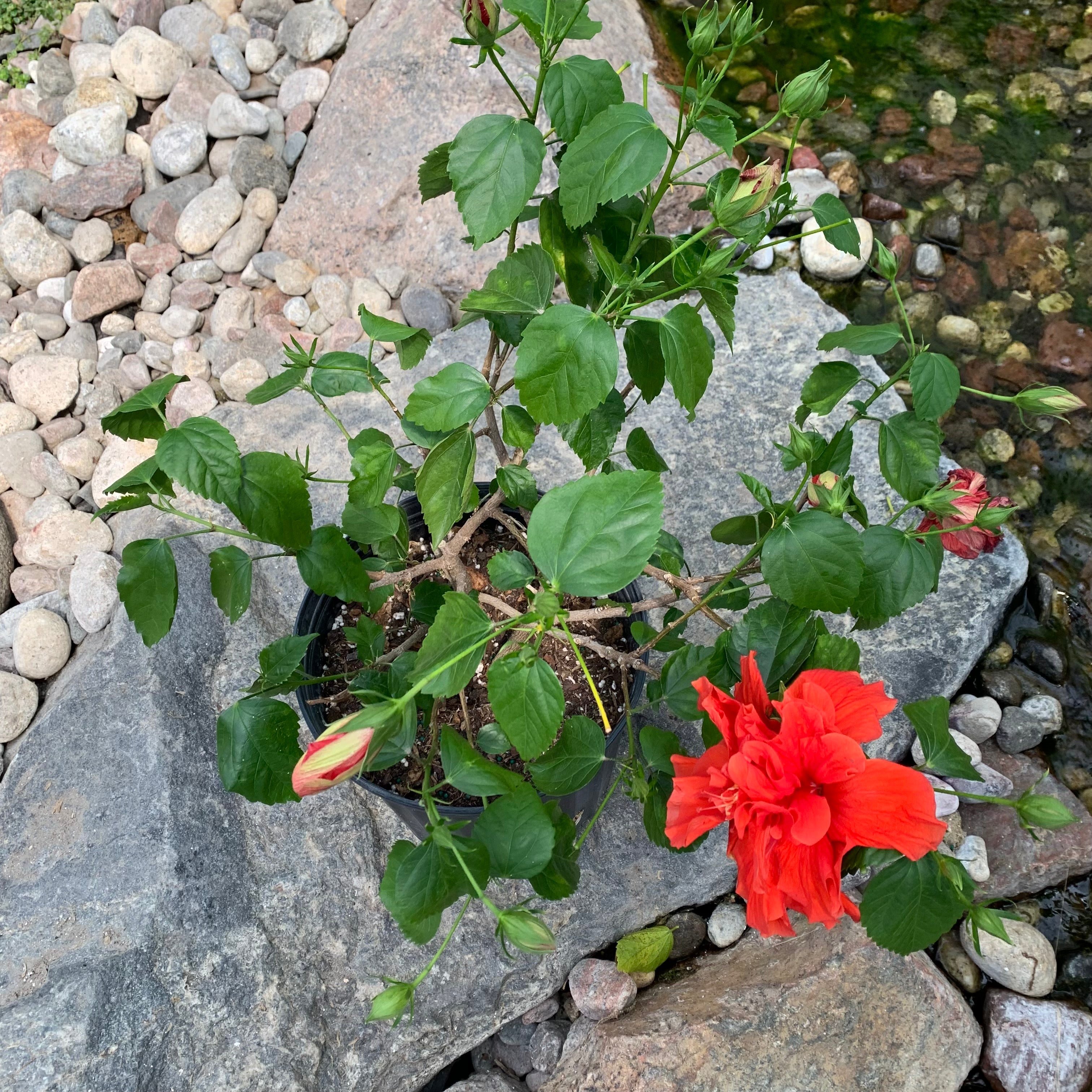 Hibiscus (Bush)