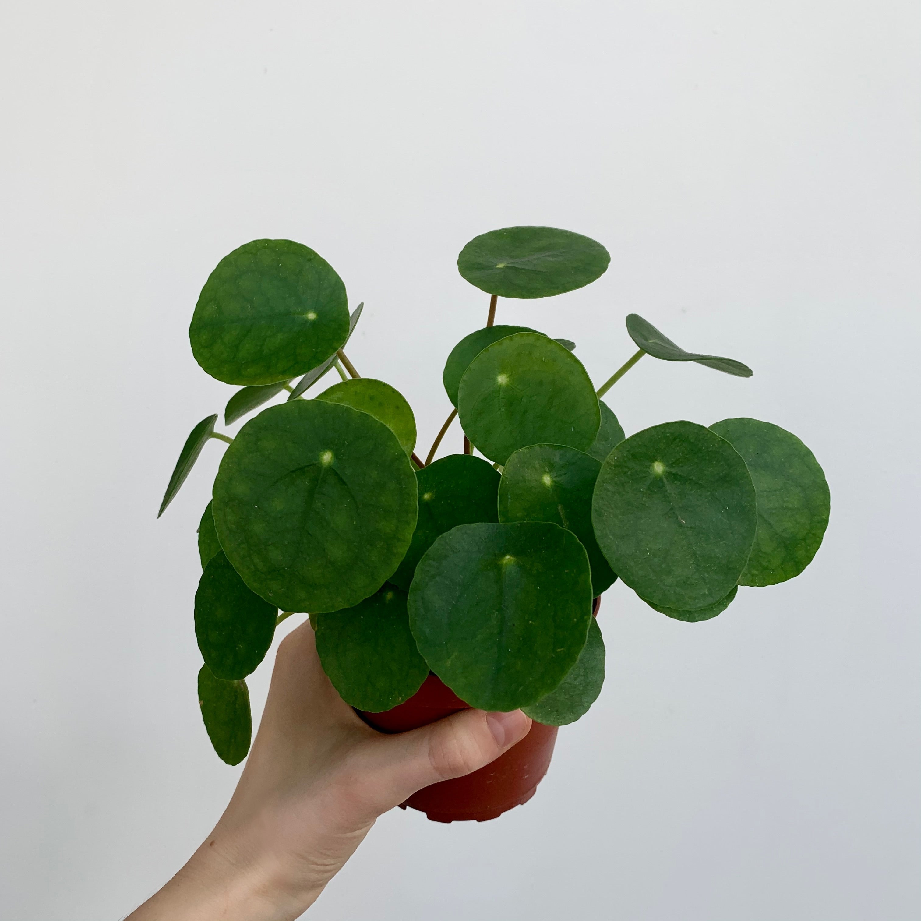 Chinese Money Plant (Pilea peperomioides)