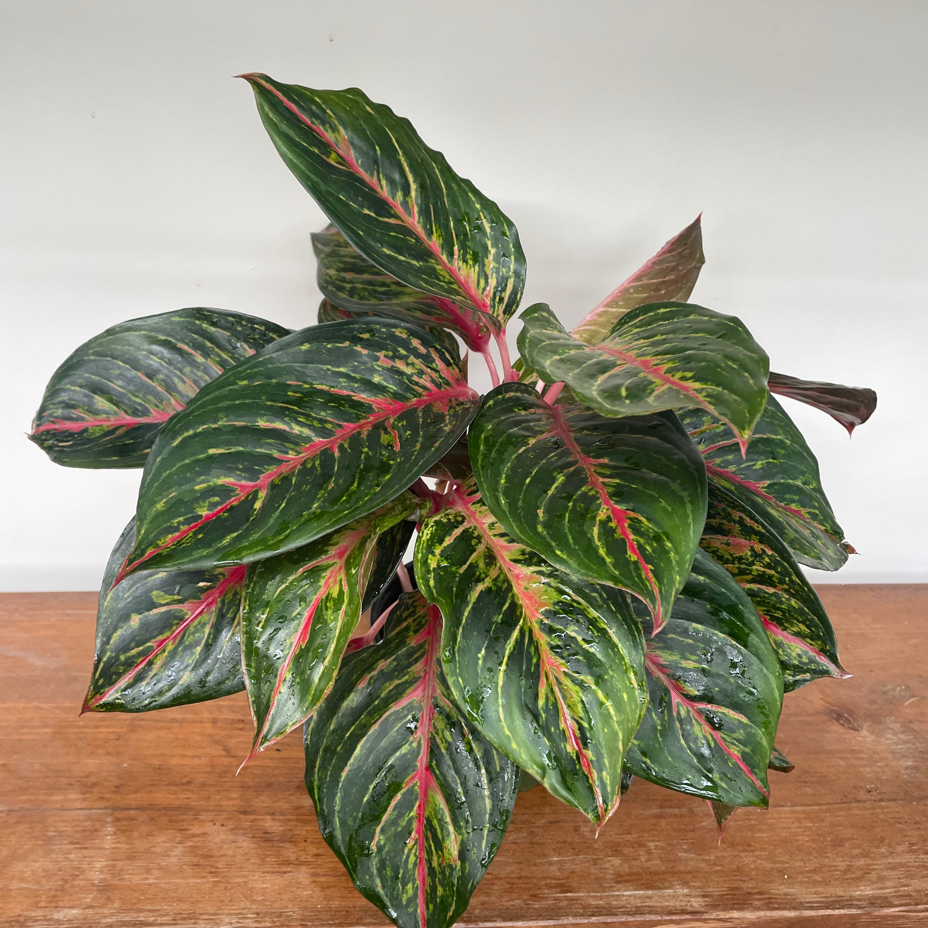 Chinese Evergreen 'Red Emerald' (Aglaonema)