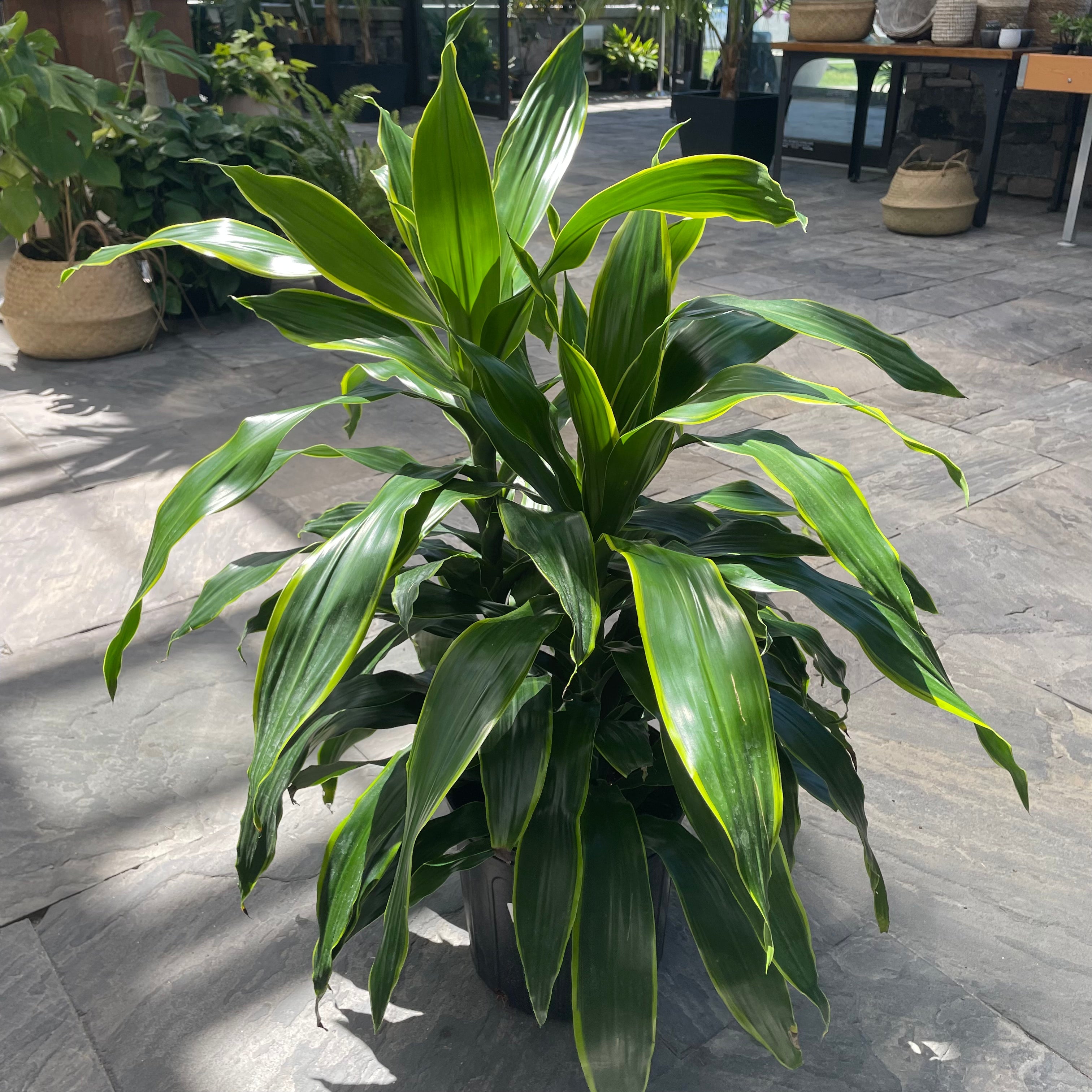 Corn Plant 'JC Carmen' (Dracaena)