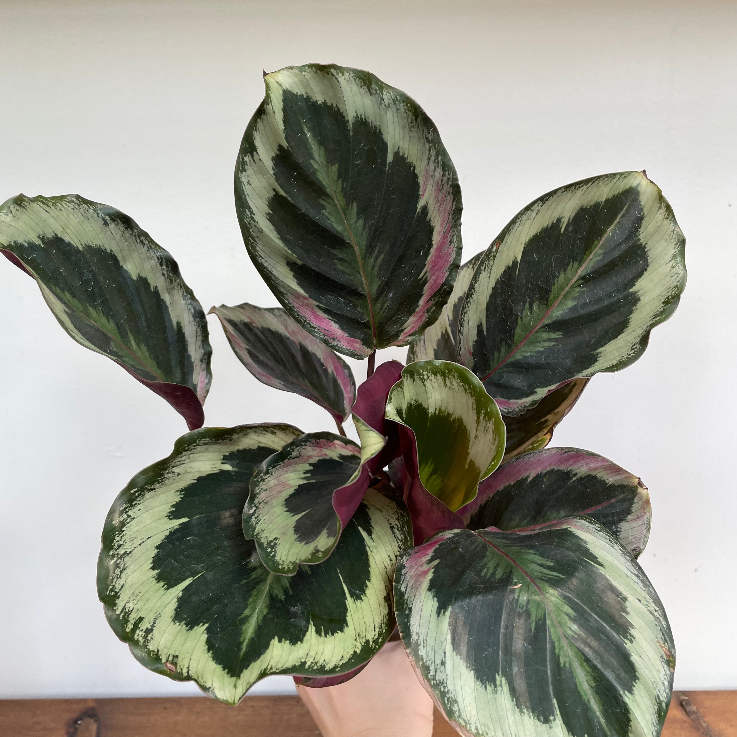 Zebra Plant (Calathea - Assorted)